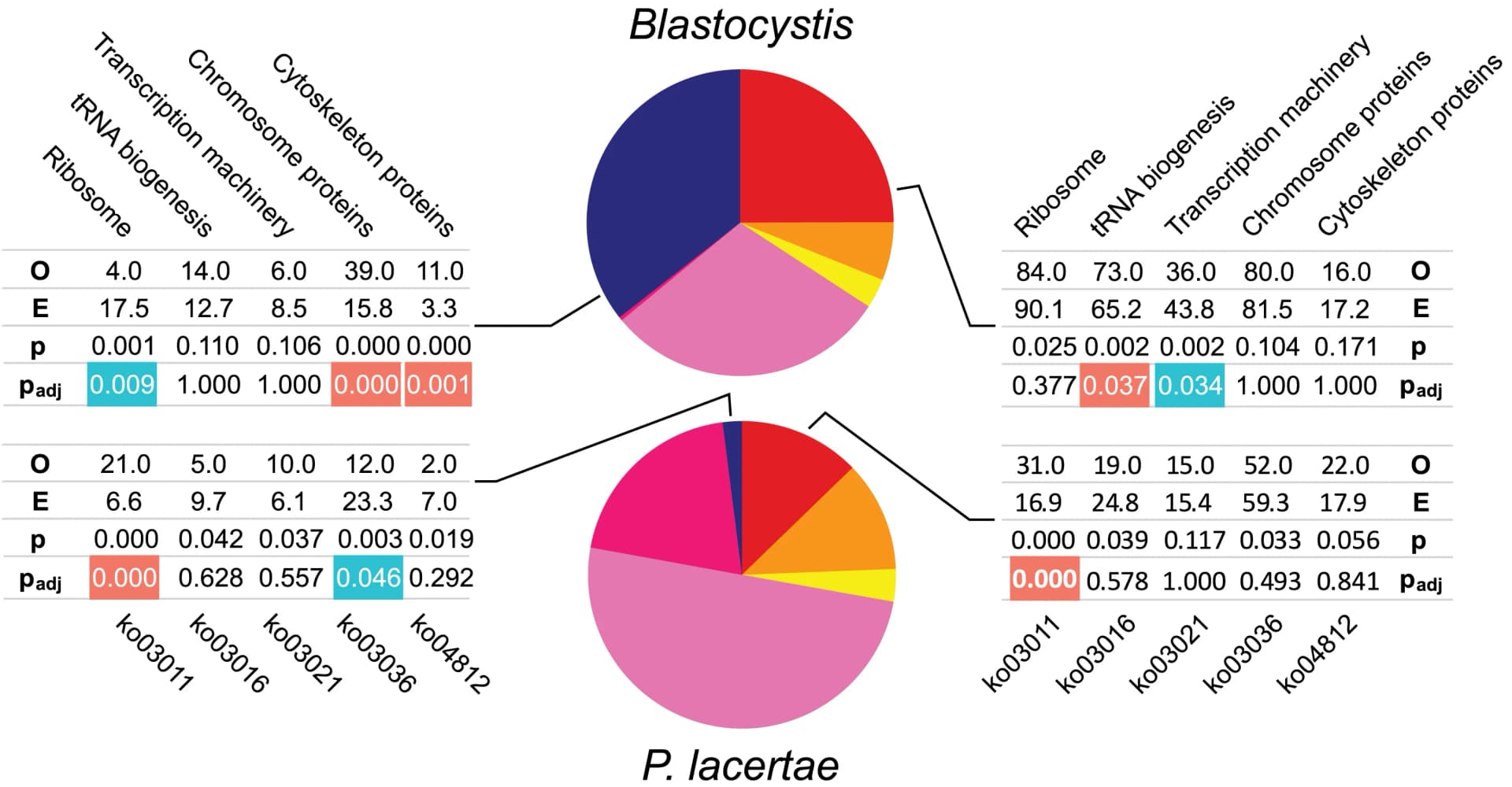 Open access visualization of Pie Chart, Table Image, Gene Clustering, P. lacertae, Blastocystis