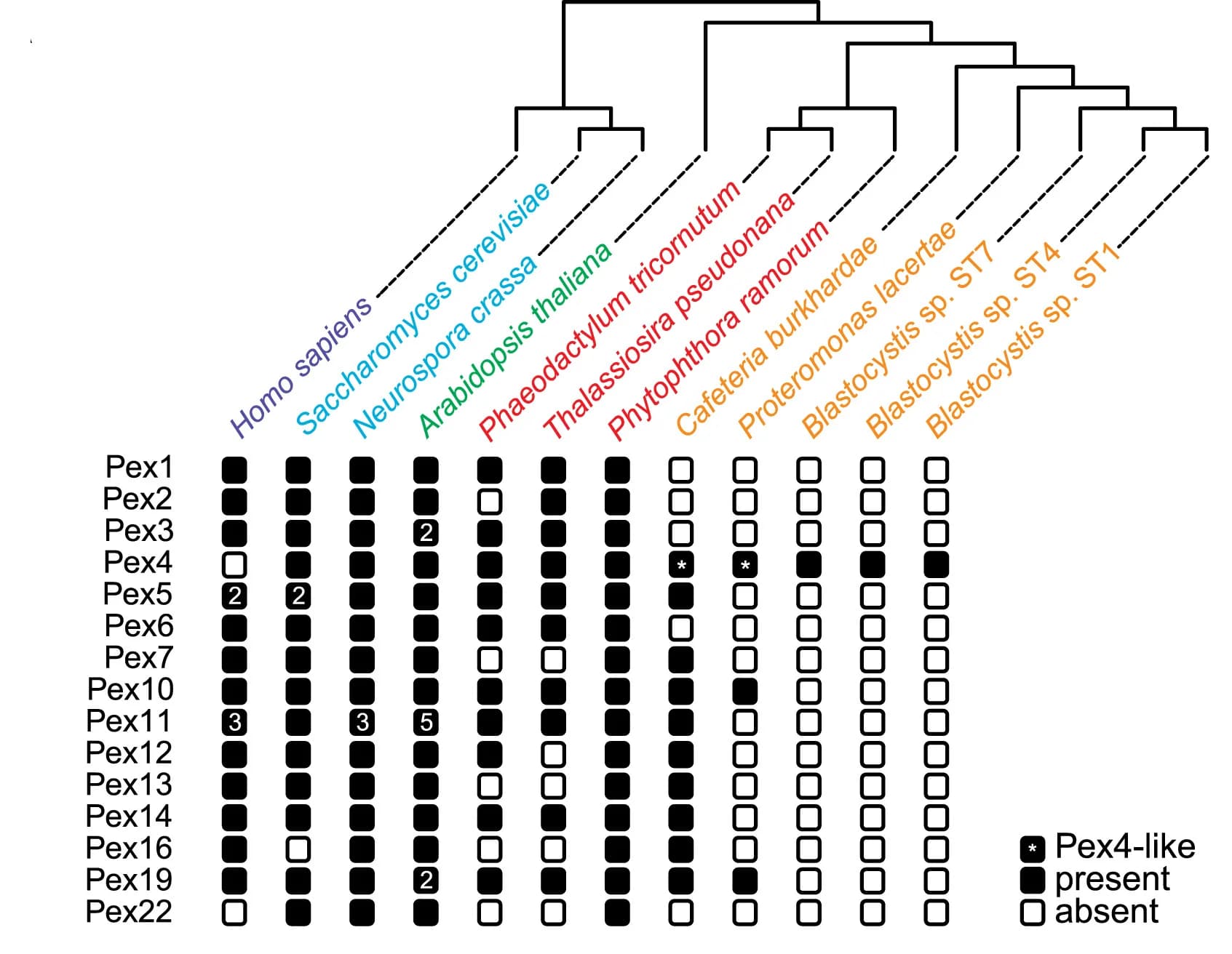 Open access visualization of Heatmap, Clustered, Pex Proteins, Eukaryotes, Stramenopiles