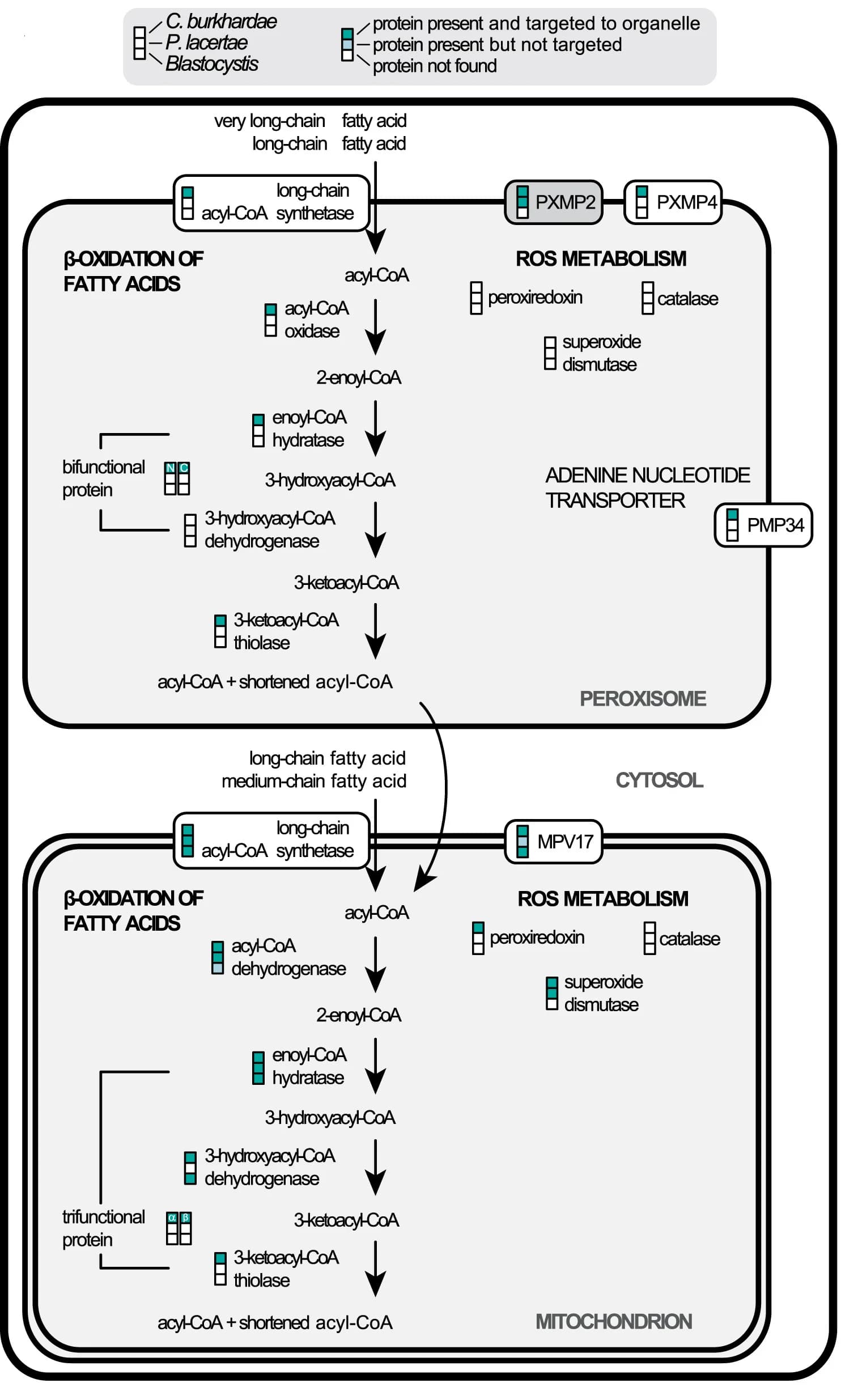 Open access visualization of Workflow, Flowchart, FA Oxidation, ROS Metabolism, Peroxisomes