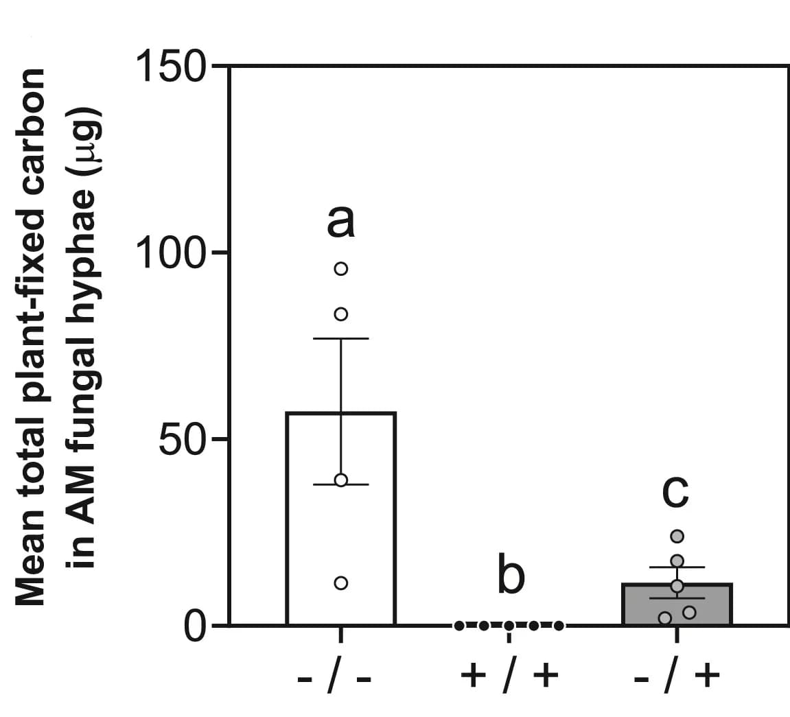 Open access visualization of Bar Plot, Error Bars, Plant, Carbon, Fungal Hyphae