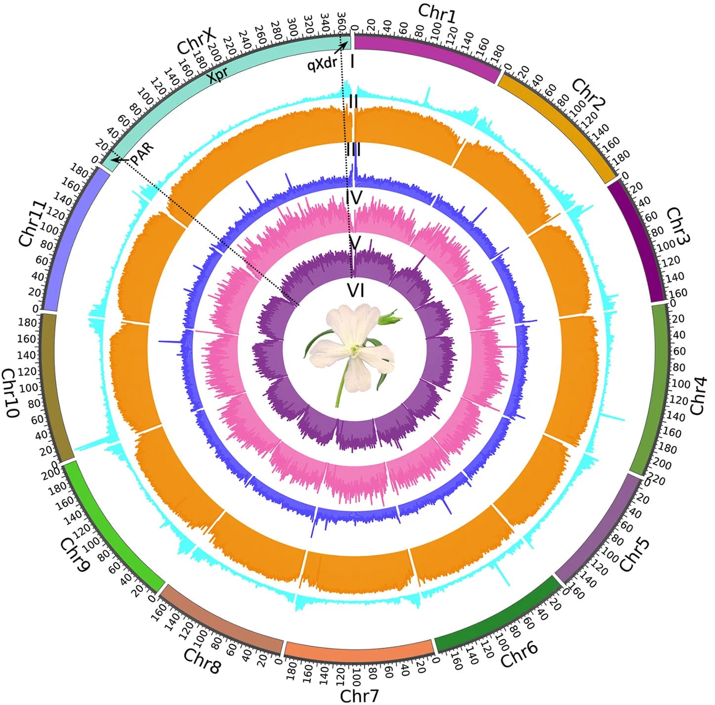 Open access visualization of Bar Plot, Line Plot, Chromosomes, Gene Density, TE Density