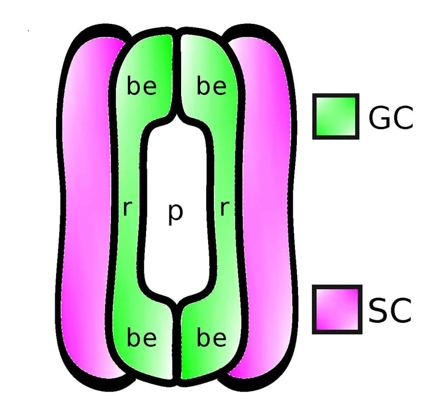 Open access visualization of Illustration, Barley, Stomatal Complex, Guard Cells, Subsidiary Cells