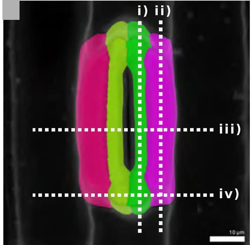 Open access visualization of Microscopy, Confocal Image, Stomata, ABA, Fusicoccin