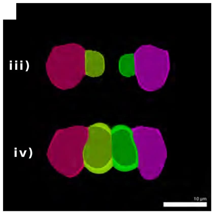 Open access visualization of Microscopy, Cross-Sections, Stomata, Closed Stomata, Open Stomata