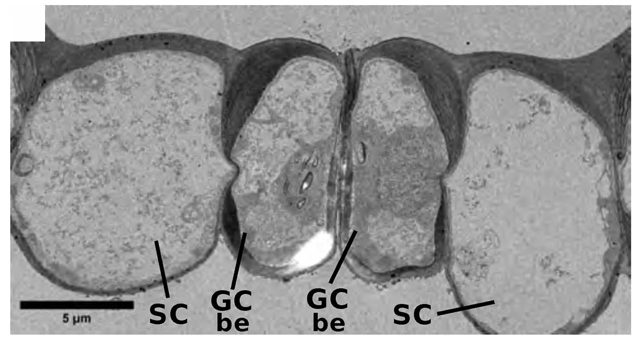 Open access visualization of Microscopy, TEM Cross-Sections, Closed Stomata, Rod Region, Bulbous End Region