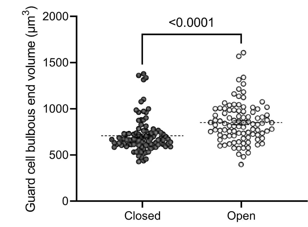 Open access visualization of Scatter Plot, Guard Cell, Rod Region, Bulbous Ends, Stomata