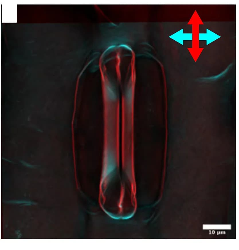 Open access visualization of Microscopy, Cellulose Orientation, Closed Stomata, Open Stomata, Anisotropy