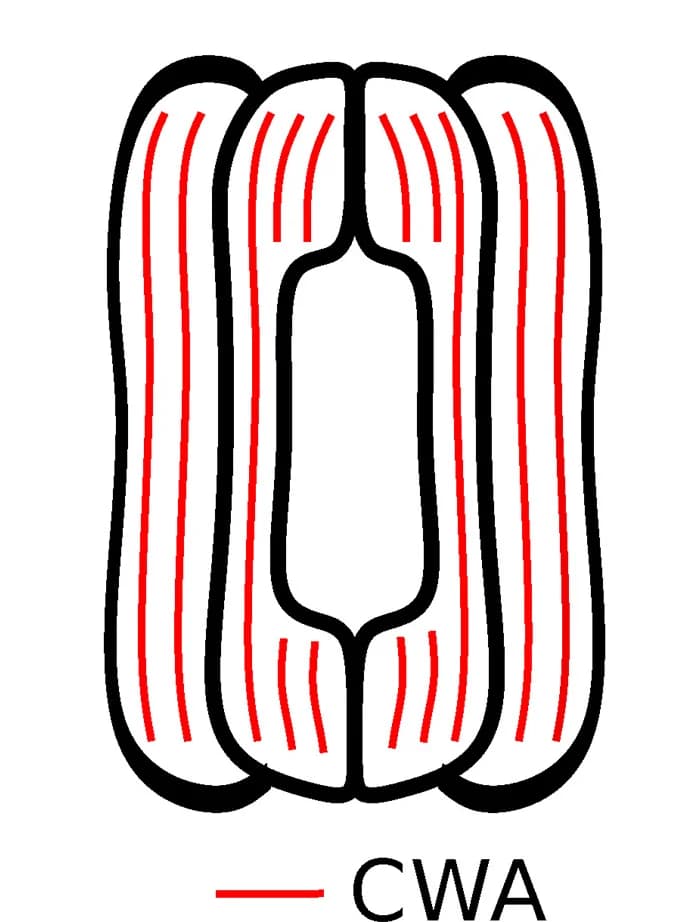 Open access visualization of Illustration, Cell Wall Anisotropy, FEM Model, Barley, Stomata