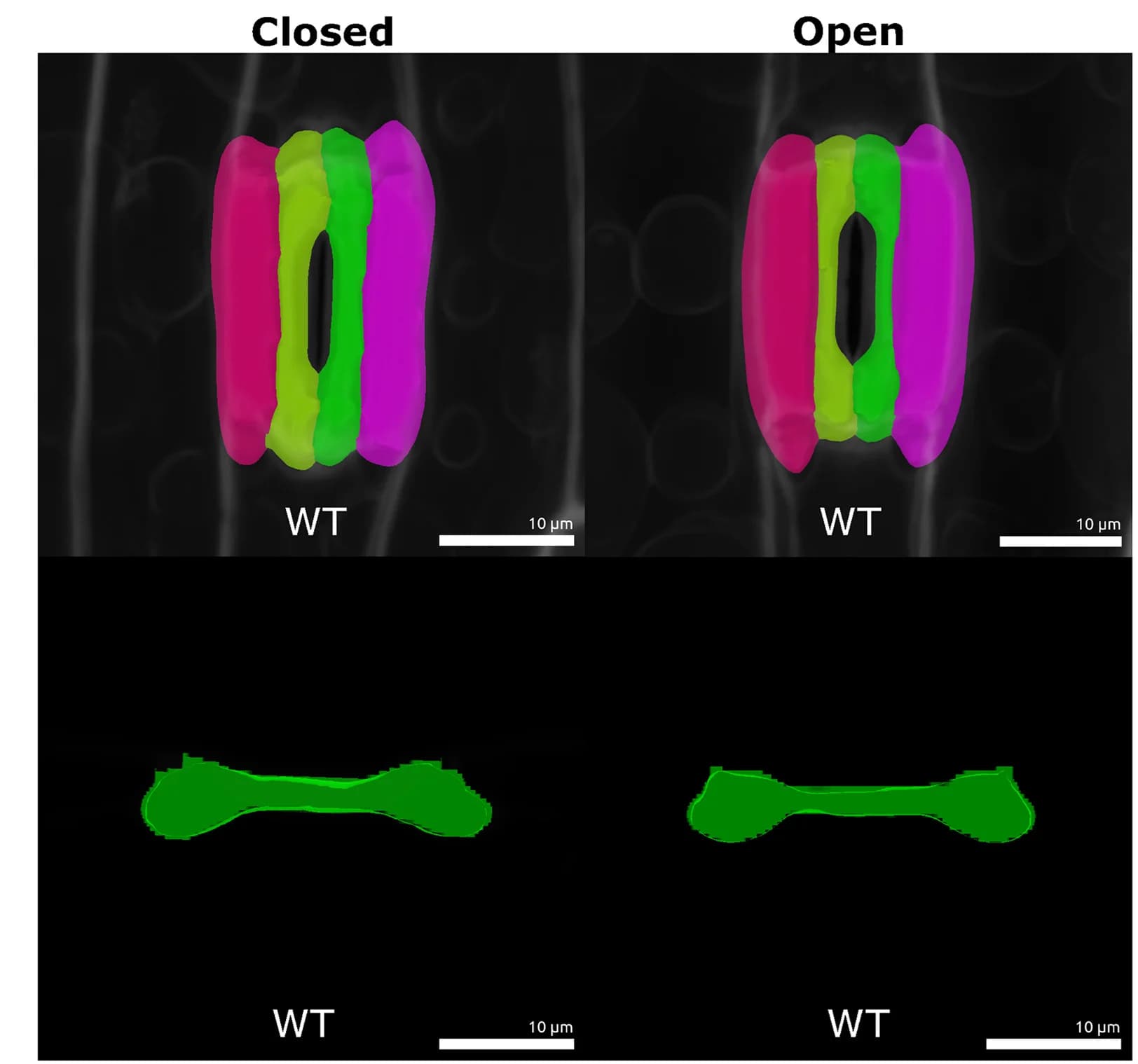 Open access visualization of Microscopy, Stomatal Complex, Cell Shape, Brachypodium, Subsidiary Cells