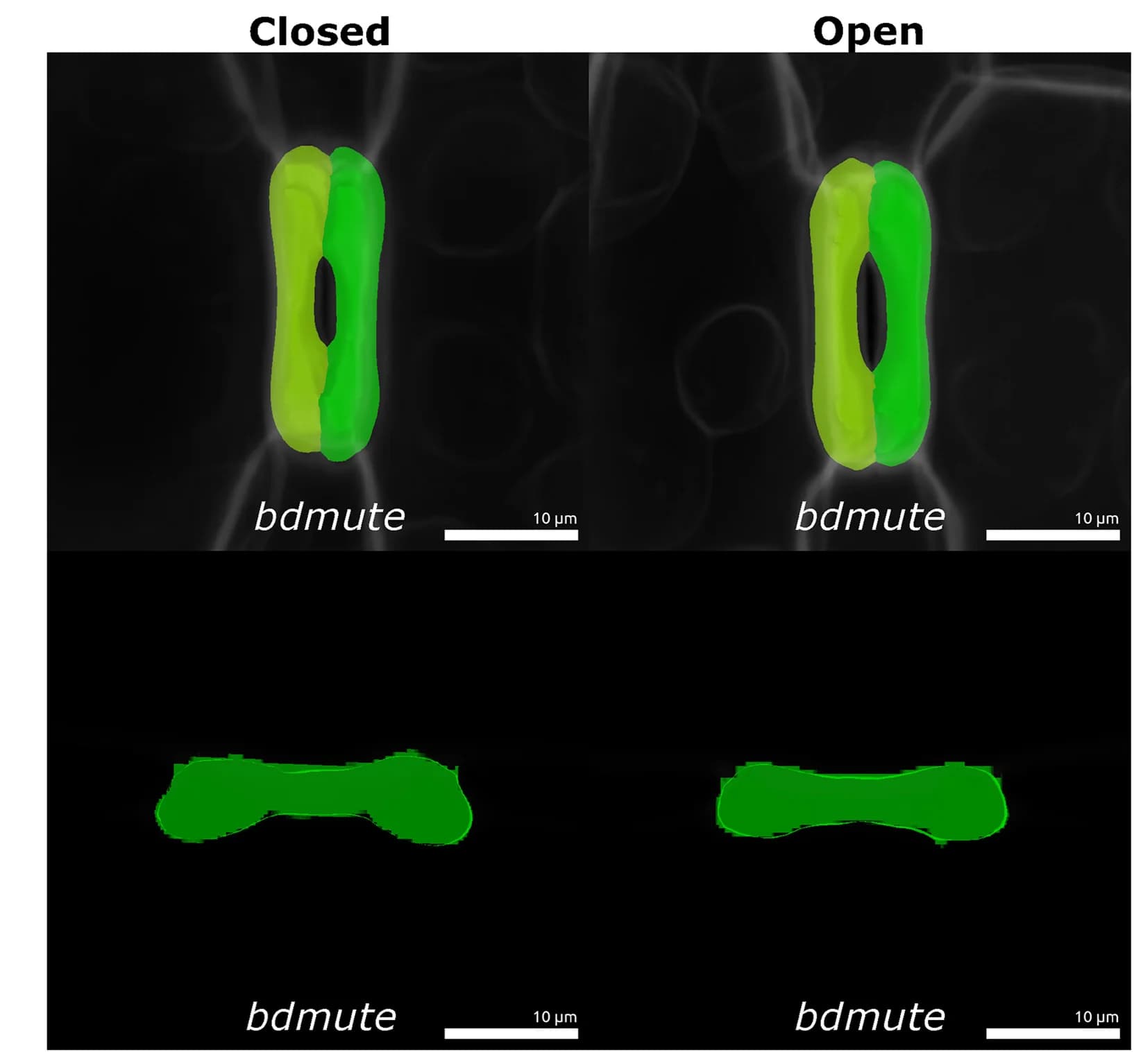 Open access visualization of Microscopy, Stomatal Complex, Cell Shape, Bdmute Leaves, Subsidiary Cells