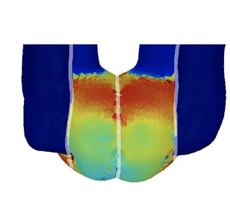 Open access visualization of 3D Plot, Stress Patterns, Bulbous Ends, Epidermal Plane, Guard Cells
