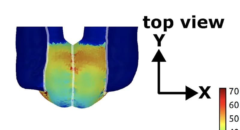 Open access visualization of 3D Plot, Stress Patterns, Bulbous Ends, Epidermal Plane, Guard Cells