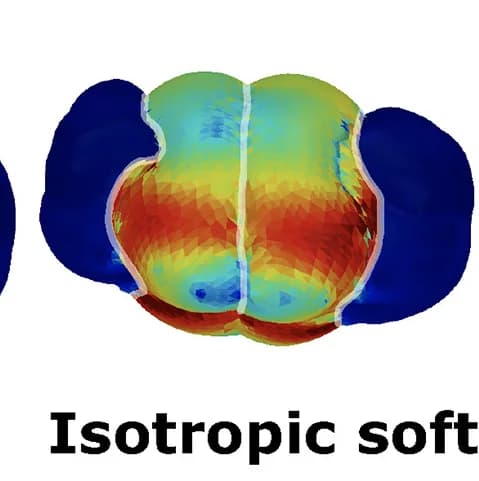 Open access visualization of 3D Plot, Bulbous Ends, Epidermal Plane