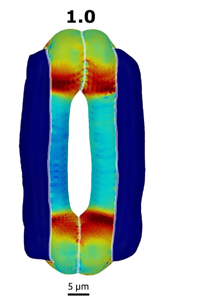 Open access visualization of 3D Plot, Stress Patterns, Barley Stomata, FEM Models, Rod Region Wall