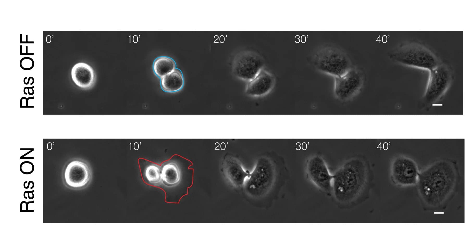 Open access visualization of Microscopy, Phase Contrast Images, ER-RasV12 Cells, Ethanol, 4-OHT