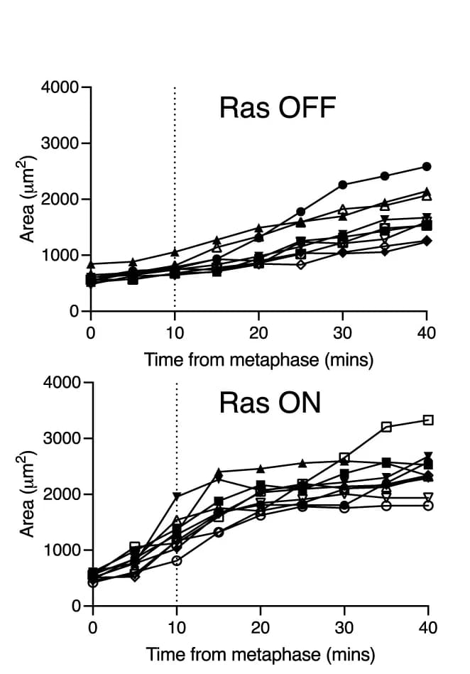 Open access visualization of Line Plot, Cell Area Quantification, ER-RasV12 Cells, Ethanol, 4-OHT