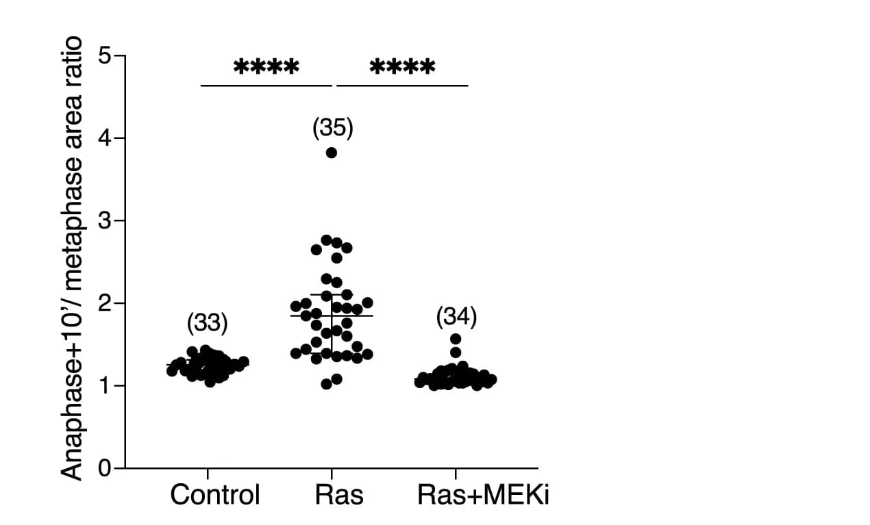 Open access visualization of Scatter Plot, Cell Area Ratio, Anaphase, Metaphase, ER-RasV12 Cells