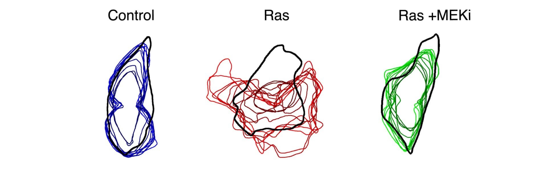 Open access visualization of Line Plot, Cell Outlines, Post-Mitosis, Mother Cell Shape, MCF10A-LifeAct-GFP-ER-RasV12 Cells