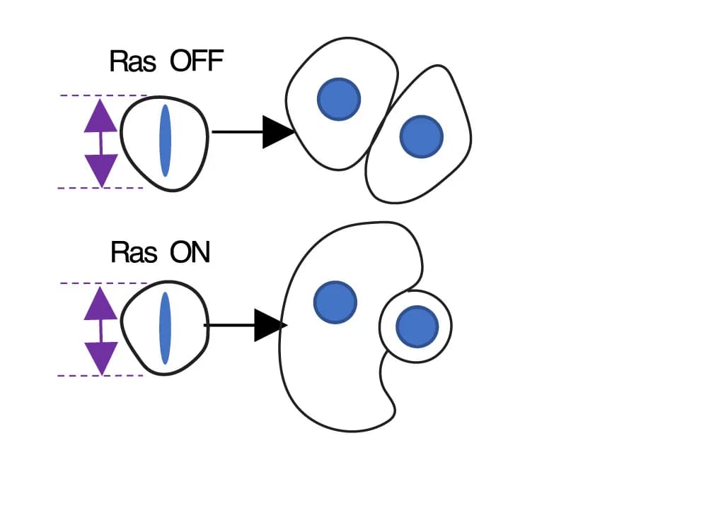 Open access visualization of Workflow, Illustration, Control Cells, Metaphase, RasV12-activated Cells