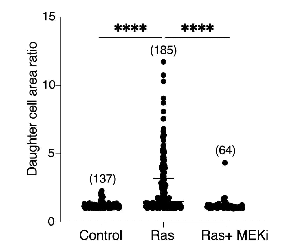 Open access visualization of Scatter Plot, Daughter Cell Area Ratio, ER-RasV12 Cells, Ethanol Treatment, 4-OHT Treatment