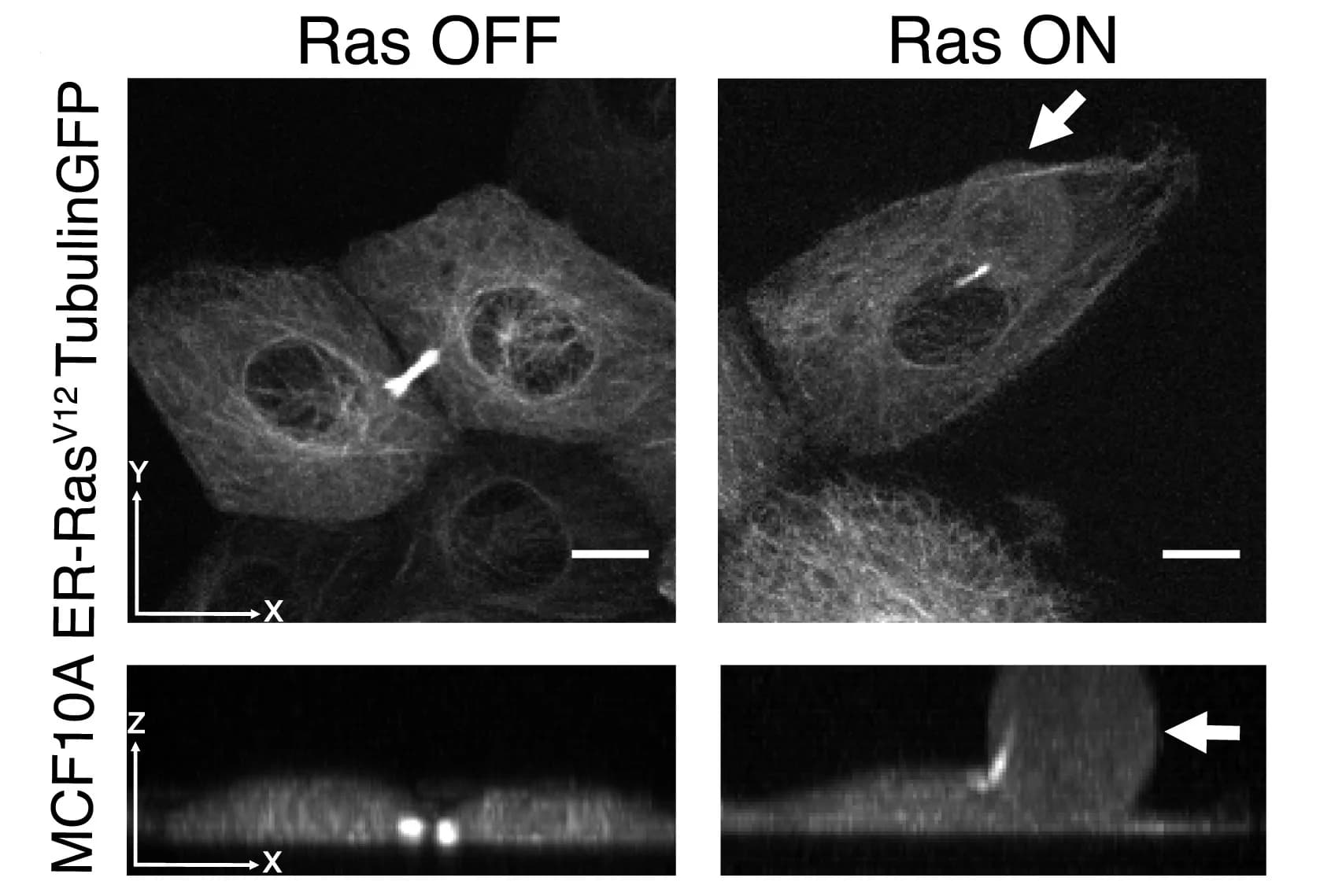 Open access visualization of Microscopy, MCF10A ER-RasV12 Cells, Tubulin-GFP, Ethanol, 4-OHT