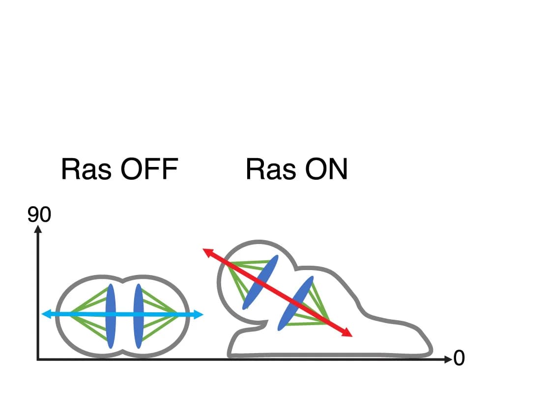 Open access visualization of Illustration, Spindle Alignment, Substrate, RasV12 Activation