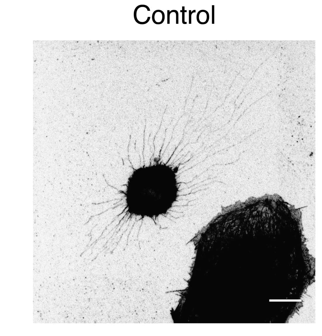 Open access visualization of Microscopy, Immunofluorescence, MCF10A-ER-RasV12 cells, Metaphase, Ethanol