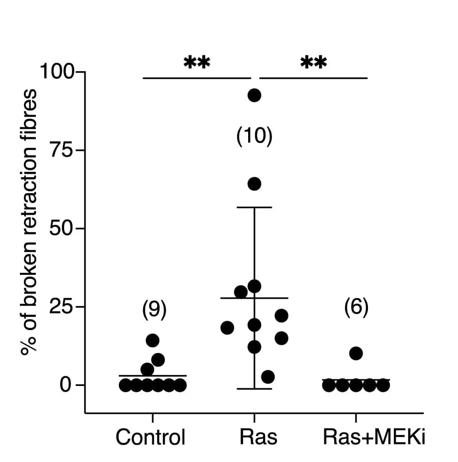 Open access visualization of Scatter Plot, Error Bars, Quantification, Percentage of cells, Retraction fibers