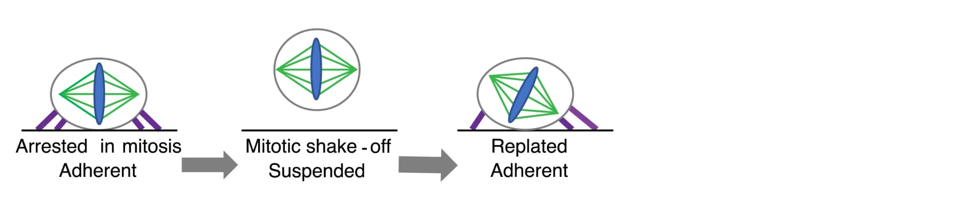 Open access visualization of Workflow, Flowchart, Illustration, Mitotic shake-off, ER-RasV12 cells