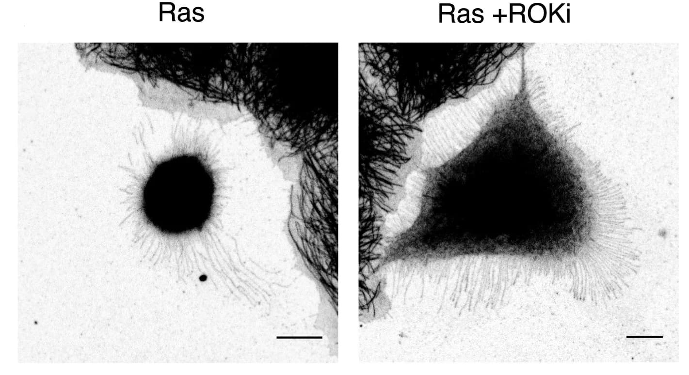 Open access visualization of Microscopy, Immunofluorescence, MCF10A-ER-RasV12 Cells, Metaphase, 4-OHT