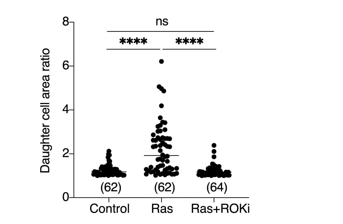 Open access visualization of Scatter Plot, Quantification, Daughter Cell Area Ratio, ER-RasV12 Cells, Ethanol