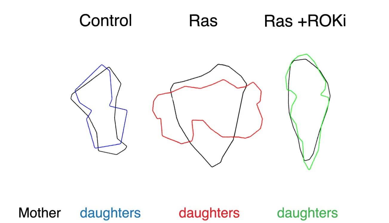 Open access visualization of Illustration, Cell Outlines, Mother Cell, Daughter Cell, Segmentation