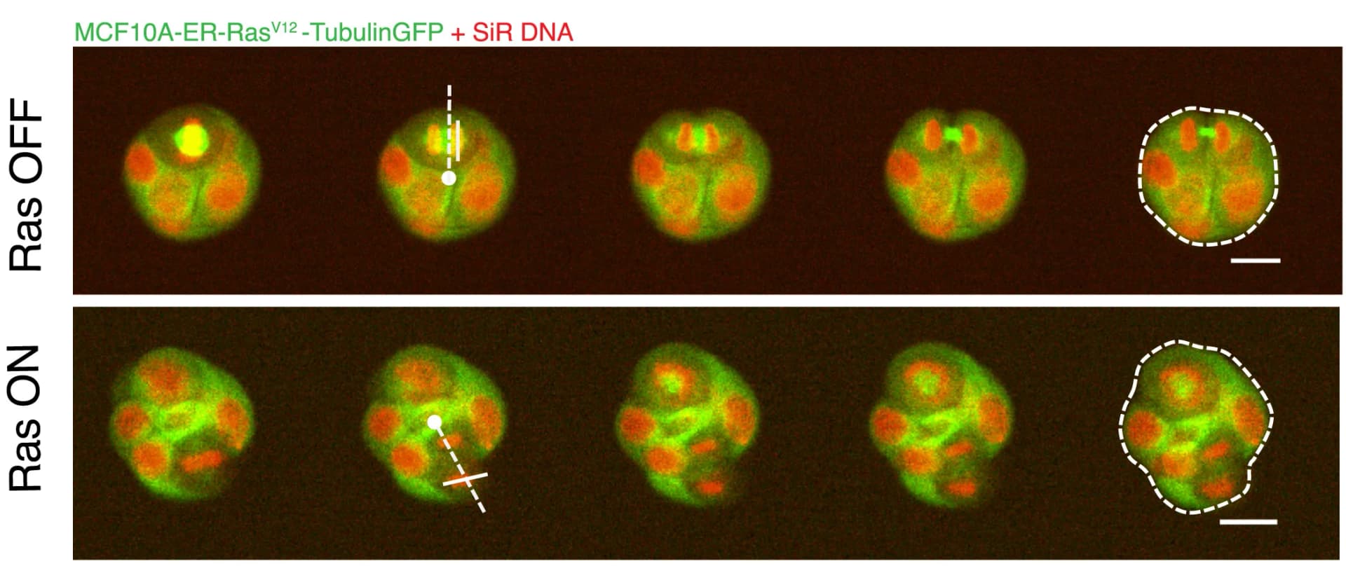 Open access visualization of Microscopy, Time-Lapse Images, MCF10A ER-RasV12-tubulin-GFP Spheroids, SiR-DNA, Ethanol