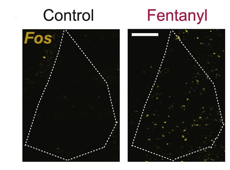 Open access visualization of Microscopy, smFISH, Fos, Control Mice, Fentanyl