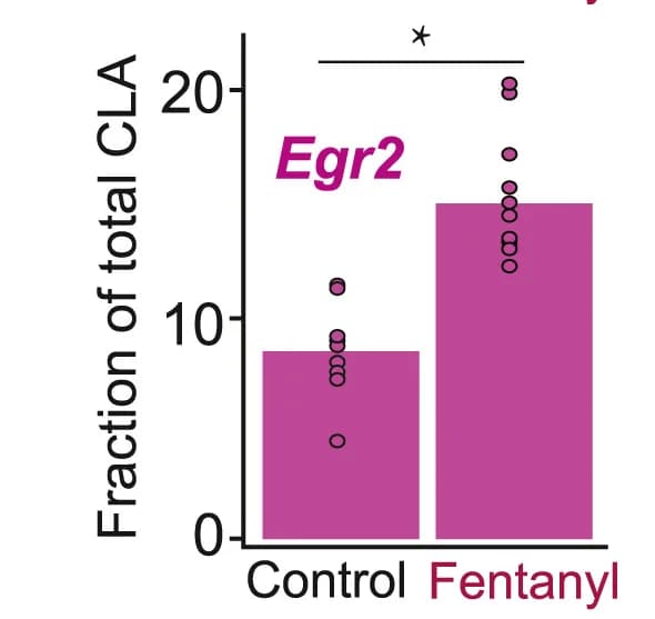 Open access visualization of Bar Plot, Egr2, Claustrum, IEG, LMM