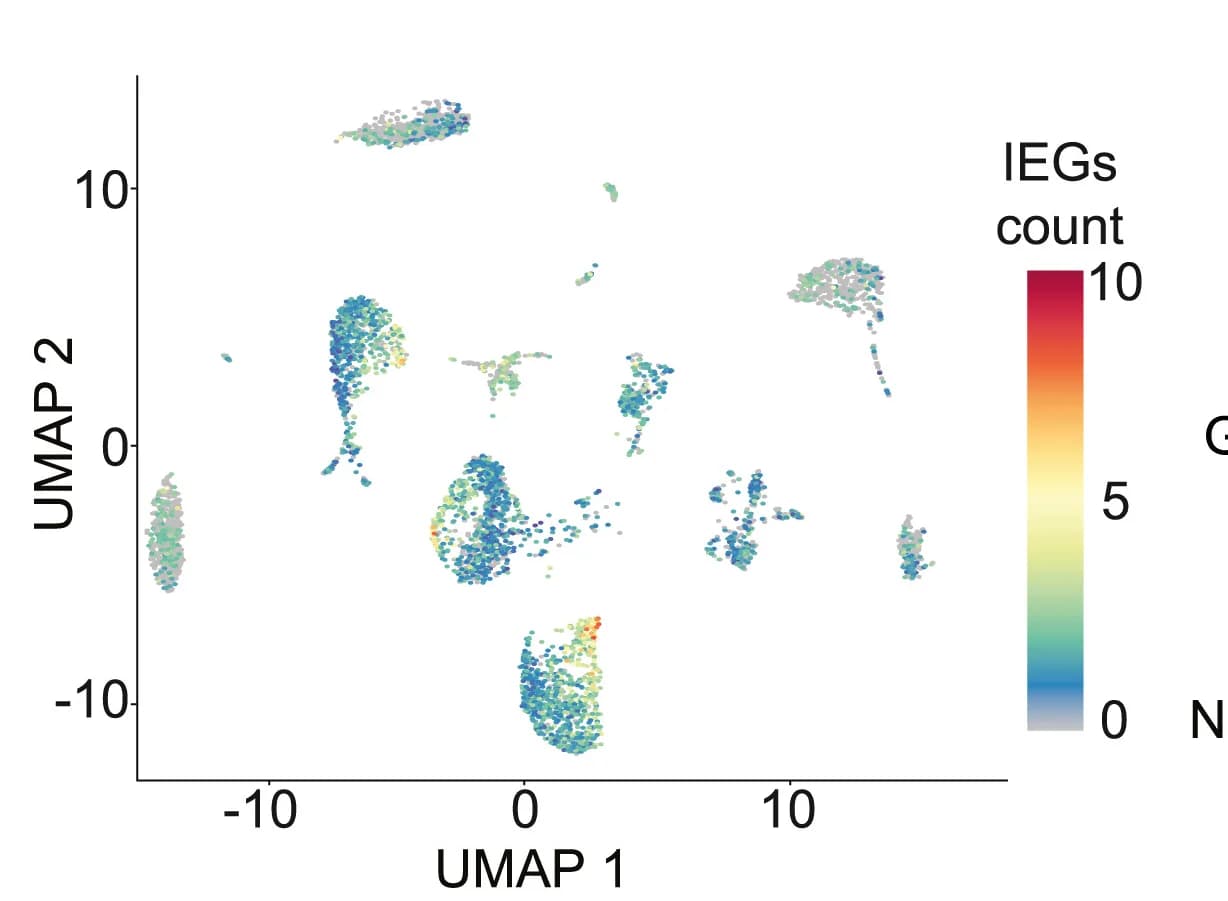 Open access visualization of UMAP, Scatter Plot, IEG, Fentanyl, Glutamatergic Neurons