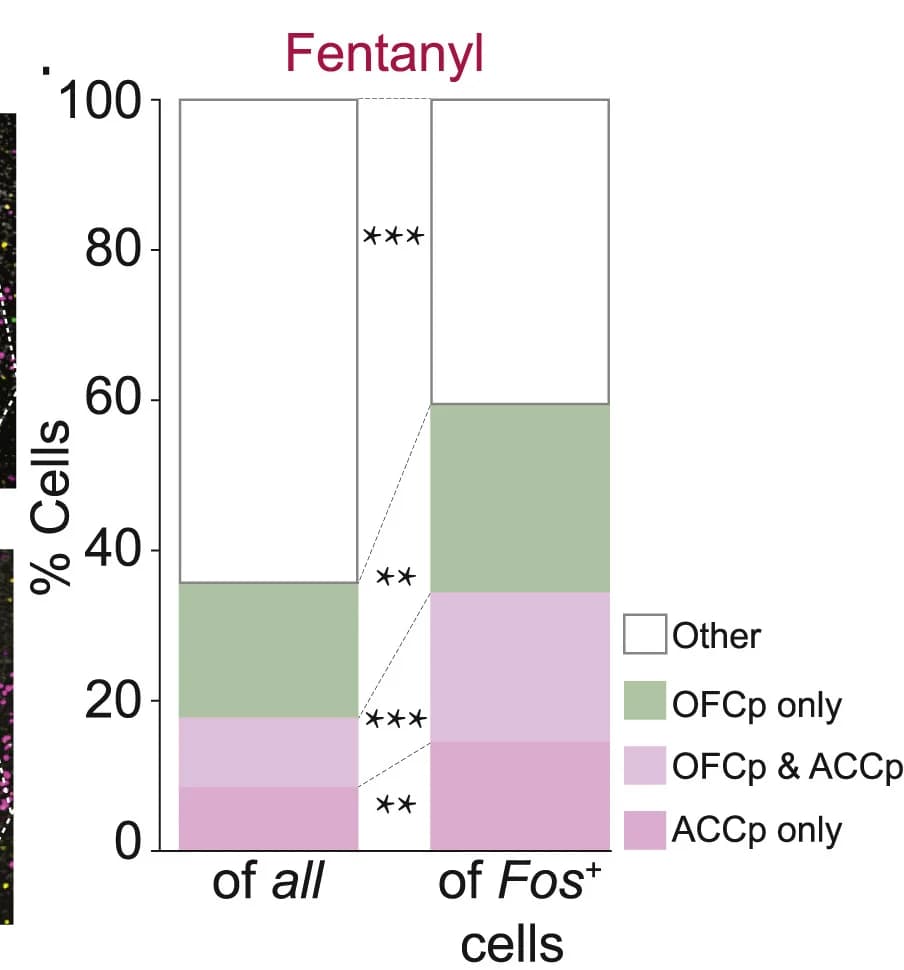 Open access visualization of Stacked Bar Plot, ACCp, OFCp, Claustrum, Fos