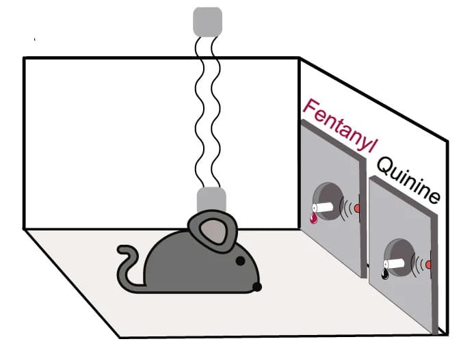 Open access visualization of Illustration, Experimental Setup, Optic Fibers, Arena, Liquids