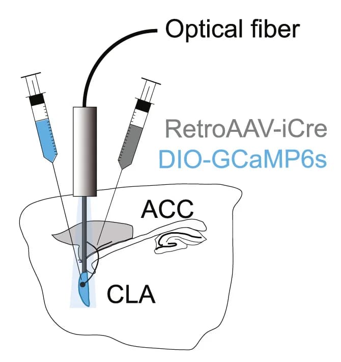 Open access visualization of Illustration, Virus Injections, Mice, RetroAAV-Cre, ACC