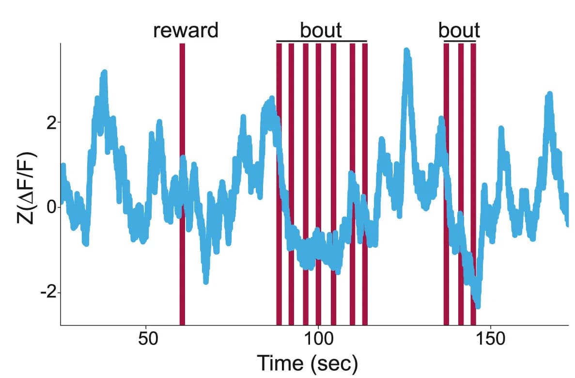 Open access visualization of Line Plot, Bar Plot, ACCp, Photometry Signal, Consumption