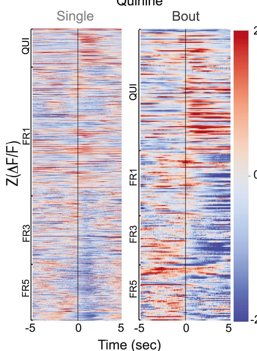 Open access visualization of Heatmap, Heatmaps, ACCp Signal, Fentanyl Consumption, Quinine Consumption