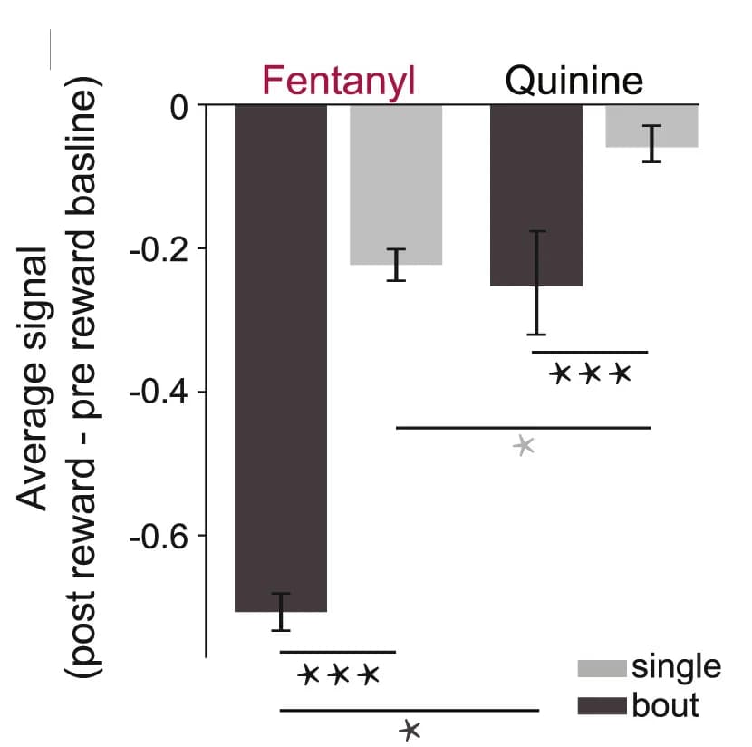 Open access visualization of Bar Plot, Error Bars, Clustered, ACCp Signal, Fentanyl