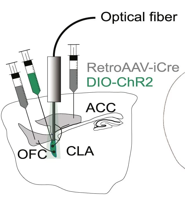 Open access visualization of Illustration, Injection scheme, retroAAV-Cre, ACC, OFC