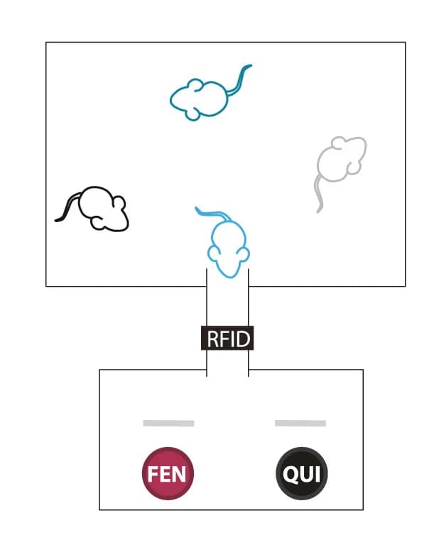Open access visualization of Workflow, Flowchart, Illustration, Mice, Fentanyl