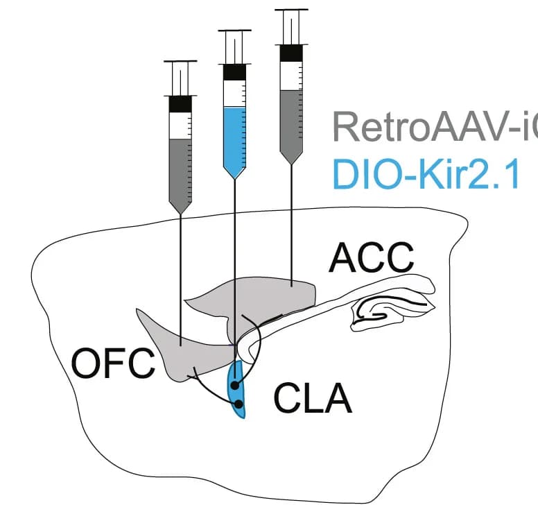 Open access visualization of Illustration, retroAAV-Cre, ACC, OFC, Kir2.1