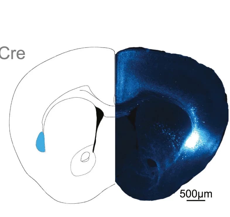 Open access visualization of Microscopy, Illustration, Infection