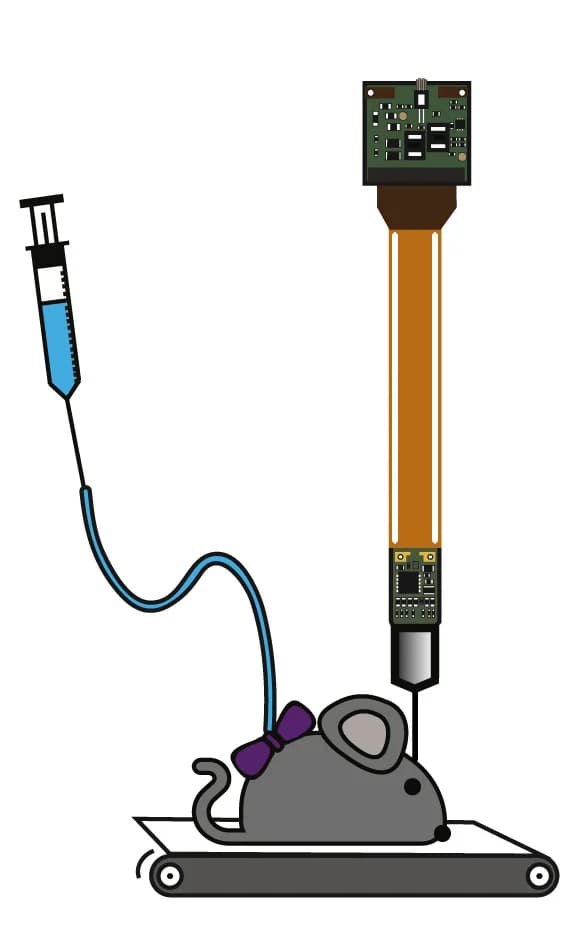 Open access visualization of Illustration, Experimental Setup, Mice, Treadmill, Neuropixels Probe
