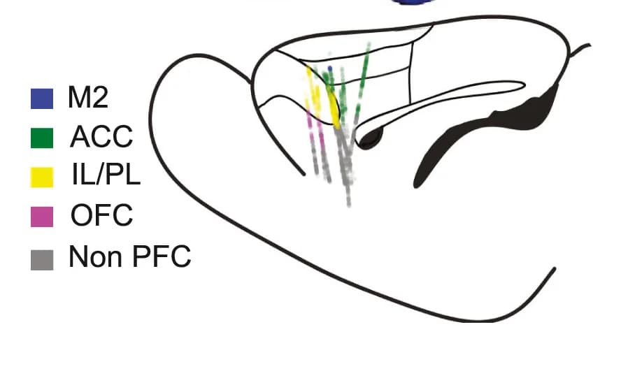 Open access visualization of Scatter Plot, Recorded Units, Sagittal View, Brain Regions