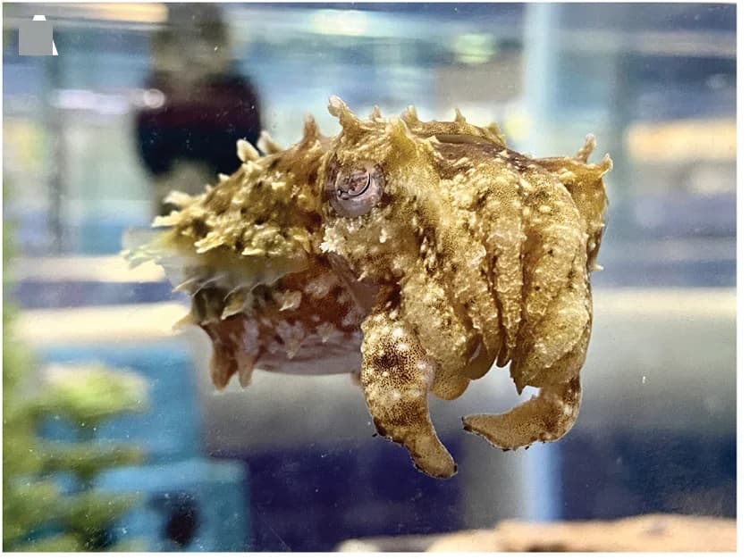 Open access visualization of Photo, Dwarf Cuttlefish, Adult Specimen