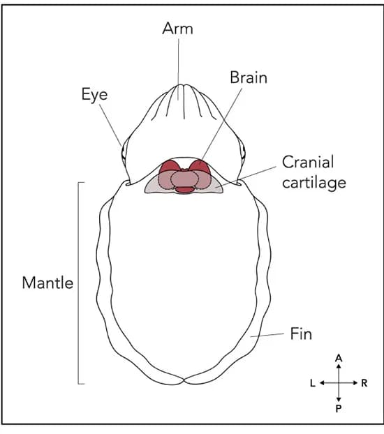 Open access visualization of Illustration, Cuttlefish, Anatomy, Brain, Cartilage